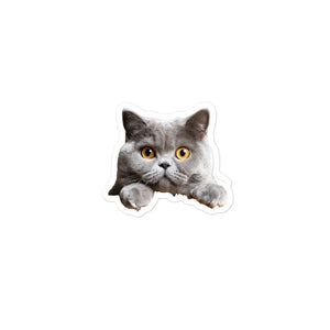 Petpaws British Shorthair cat Bubble-free stickers