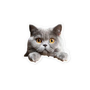 Petpaws British Shorthair cat Bubble-free stickers