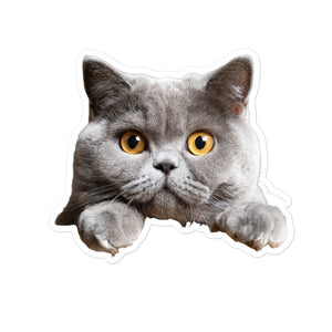 Petpaws British Shorthair cat Bubble-free stickers